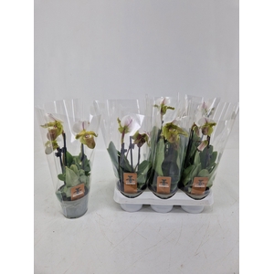 PAPH OV