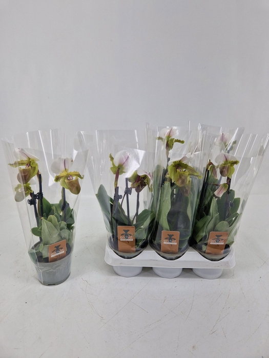 PAPH OV