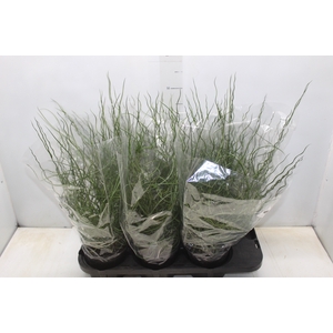 JUNCUS SPIRALIS P15
