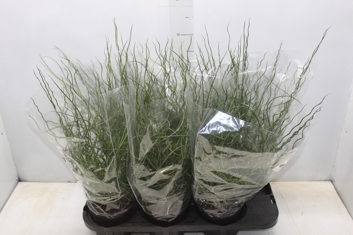 <h4>JUNCUS SPIRALIS P15</h4>
