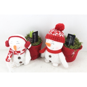 arr4 Hyacint RN - Olaf en Olivia