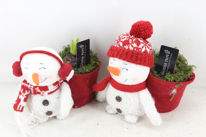 <h4>arr4 Hyacint RN - Olaf en Olivia</h4>