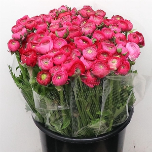 Ran El Hot Pink Extra (sal)