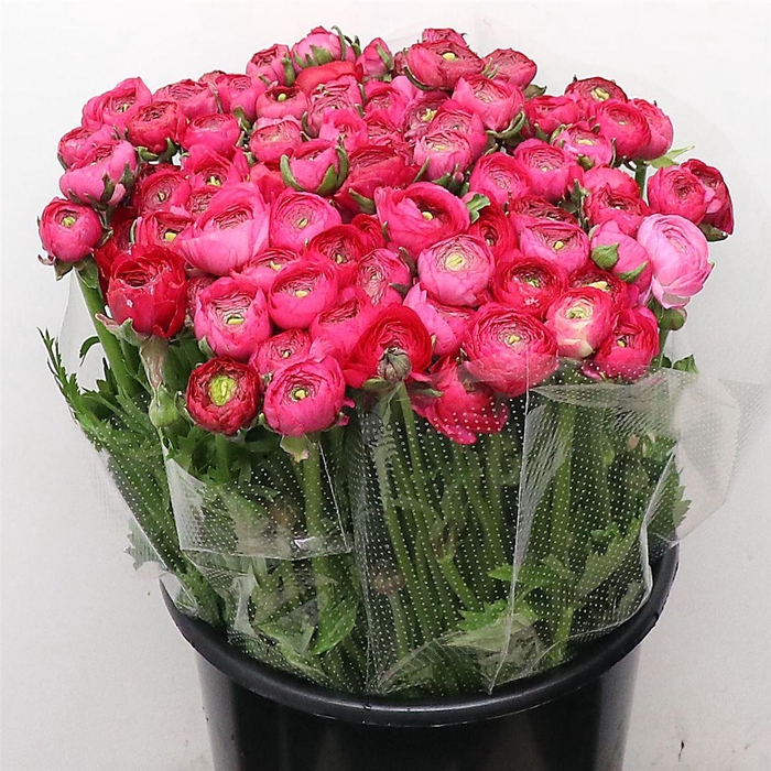 <h4>Ran El Hot Pink Extra (sal)</h4>