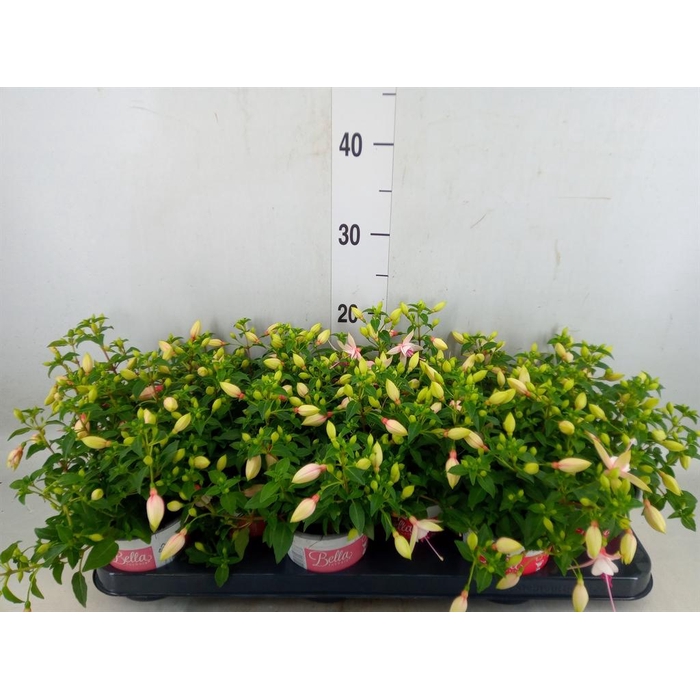 <h4>Fuchsia  'Bella Fuchsia Sophia'</h4>