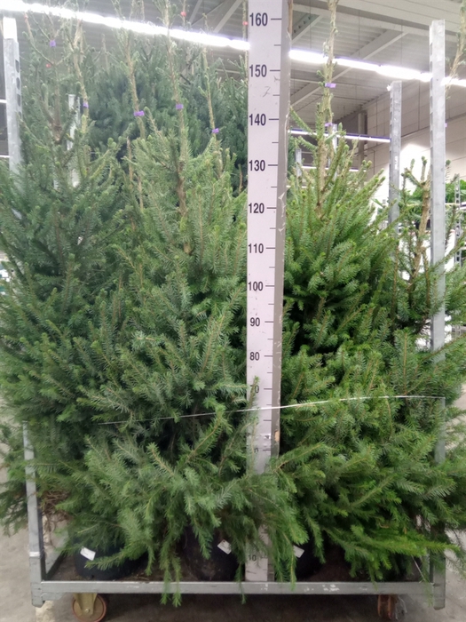 <h4>Picea omorika</h4>