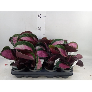 Calathea roseopicta 'Crimson'