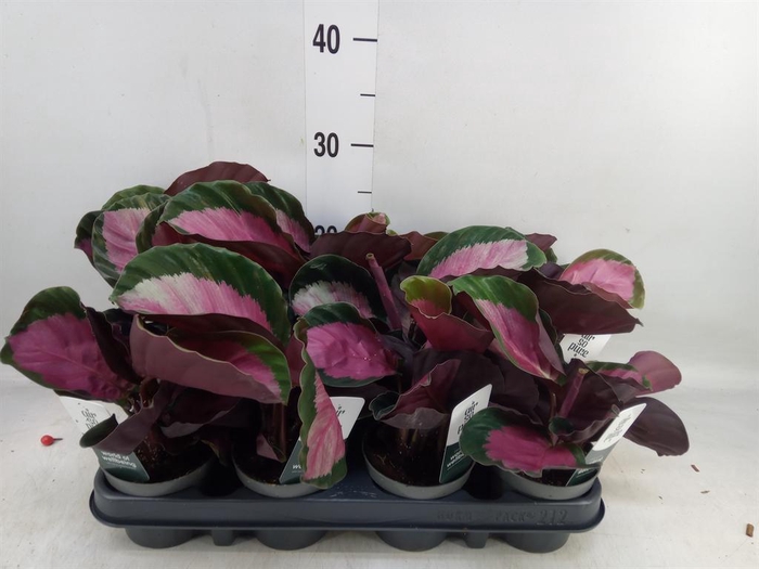 <h4>Calathea roseopicta 'Crimson'</h4>