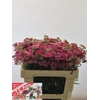Achillea Millefolium Bianca Classic