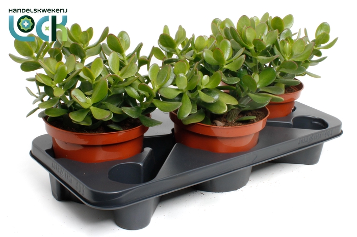 <h4>Crassula Argentea Ovata</h4>