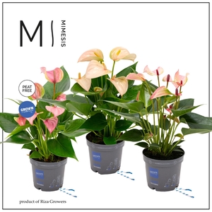 Mimesis Anthurium KARMA Multiflora mix - 9cm