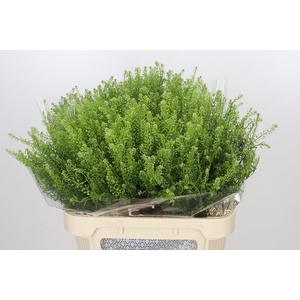 Lepidium Green Dragon