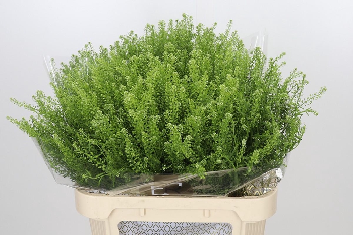 <h4>Lepidium Green Dragon</h4>