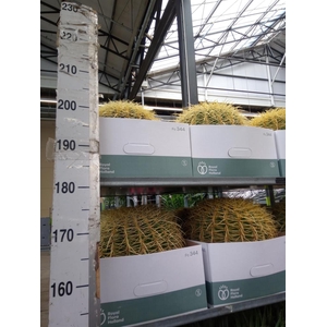 Echinocactus grusonii