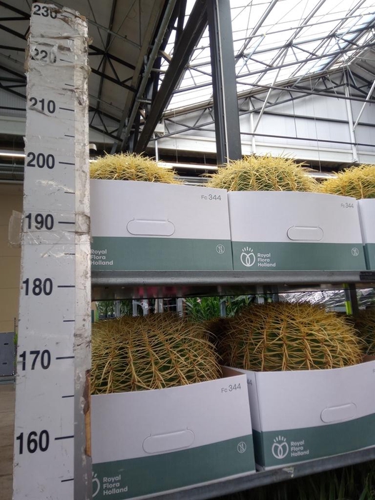 <h4>Echinocactus grusonii</h4>