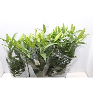 LIRIO P16 BRANCO