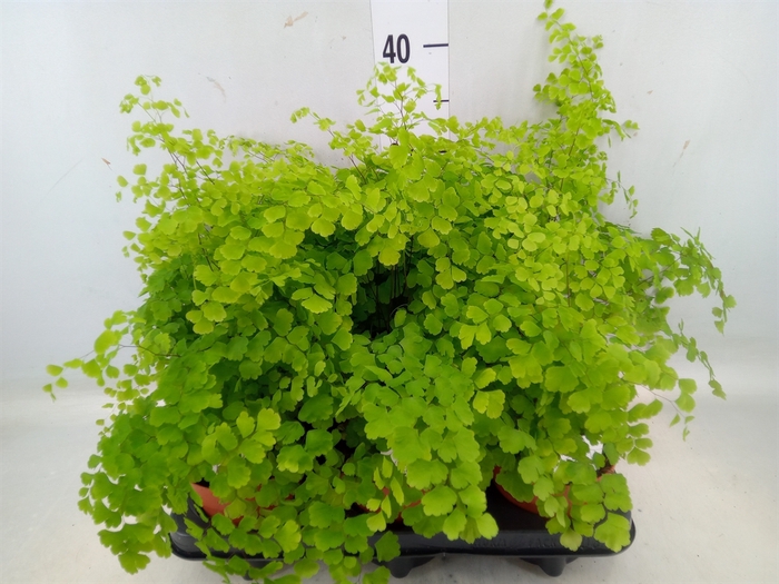 <h4>Adiantum raddi. 'Fragrans'</h4>