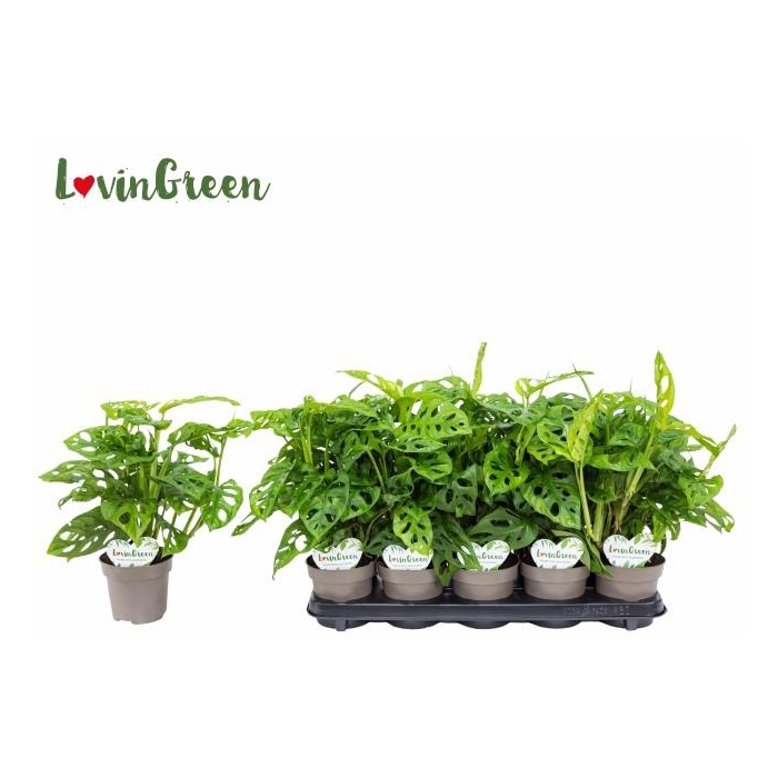 <h4>MONSTERA ADANSONII</h4>