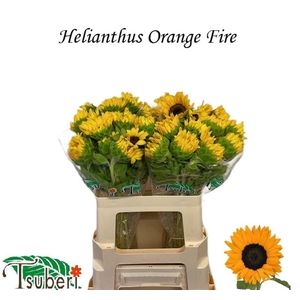 HELI ORANGE FIRE