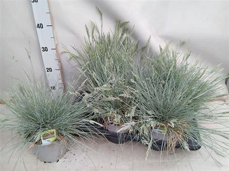 <h4>Festuca Gl Compact Blue</h4>