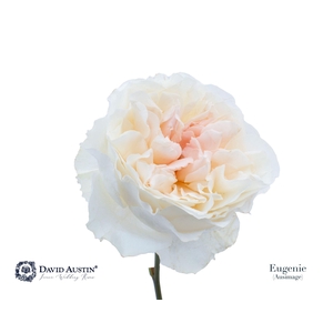 Rosa GR 'David Austin Eugenie'