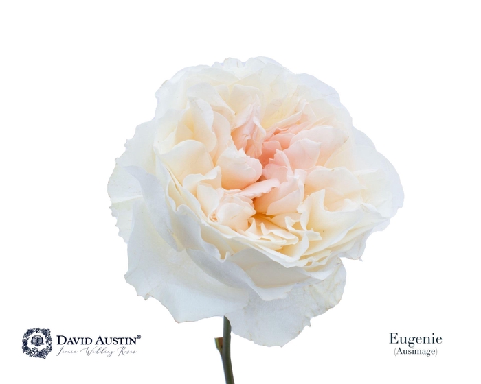 <h4>Rosa GR 'David Austin Eugenie'</h4>