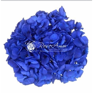 Pr 2.1 Hydrangea Xl Blu03