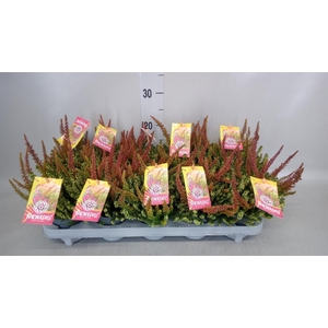 Calluna vulg. 'Skyline Twin'  ..mix