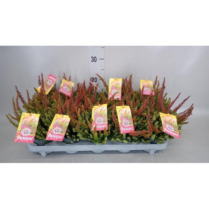 <h4>Calluna vulg. 'Skyline Twin' ..mix</h4>