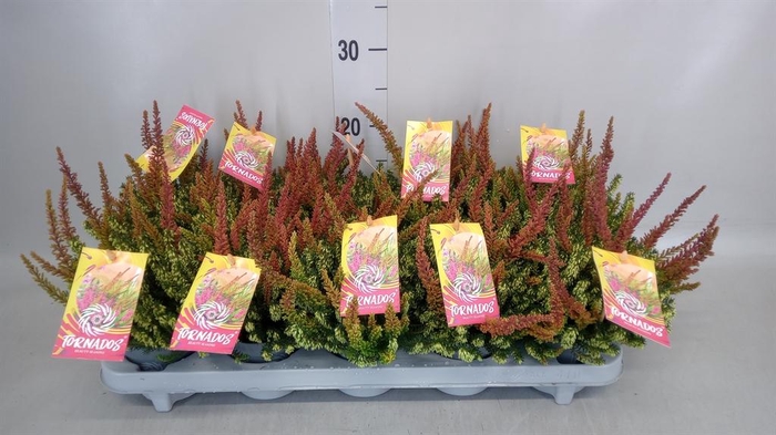 Calluna vulg. 'Skyline Twin'  ..mix