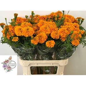 TAGE E CO DEEP ORANG