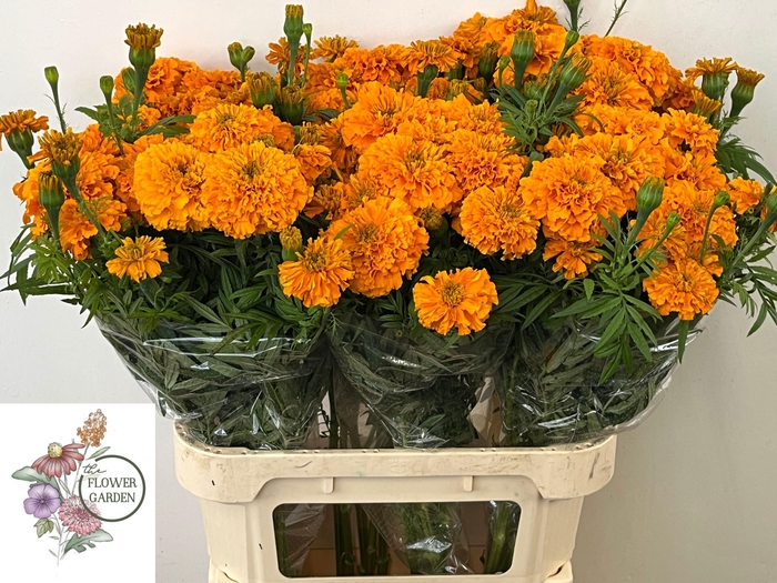 <h4>TAGE E CO DEEP ORANG</h4>