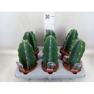 Cereus   ...