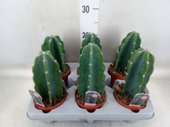 <h4>Cereus   ...</h4>