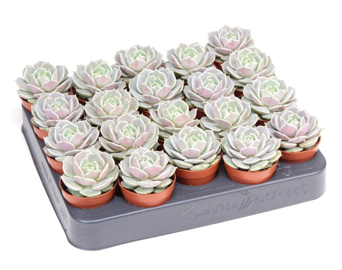 <h4>Echeveria ...</h4>