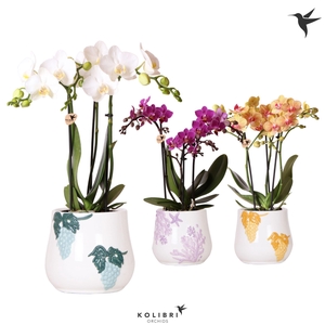 Kolibri Orchids Phalaenopsis mix 3 spike in Coral pot mix
