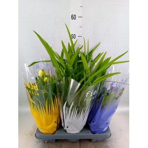 Freesia   ...