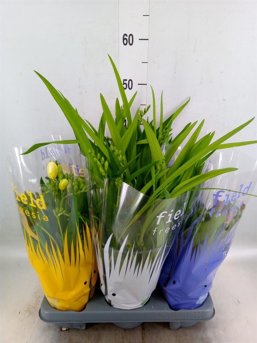 <h4>Freesia   ...</h4>