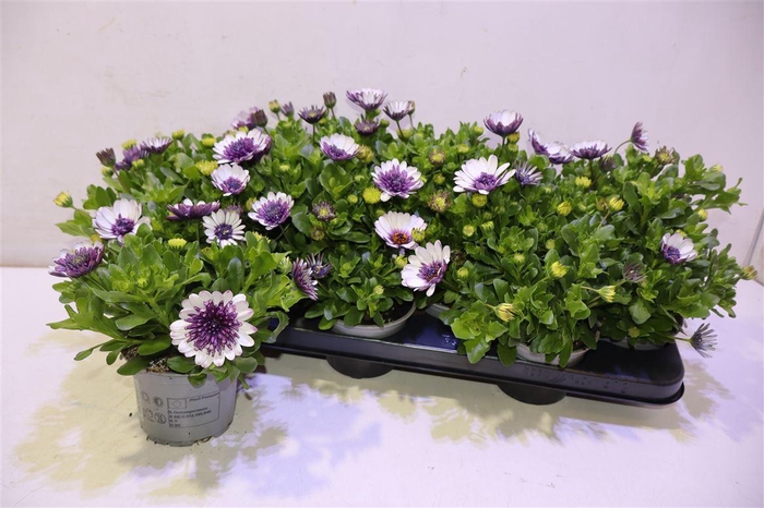 <h4>Osteo 3d Violet Ice</h4>