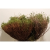 Euph Spinoza Medium P Bunch