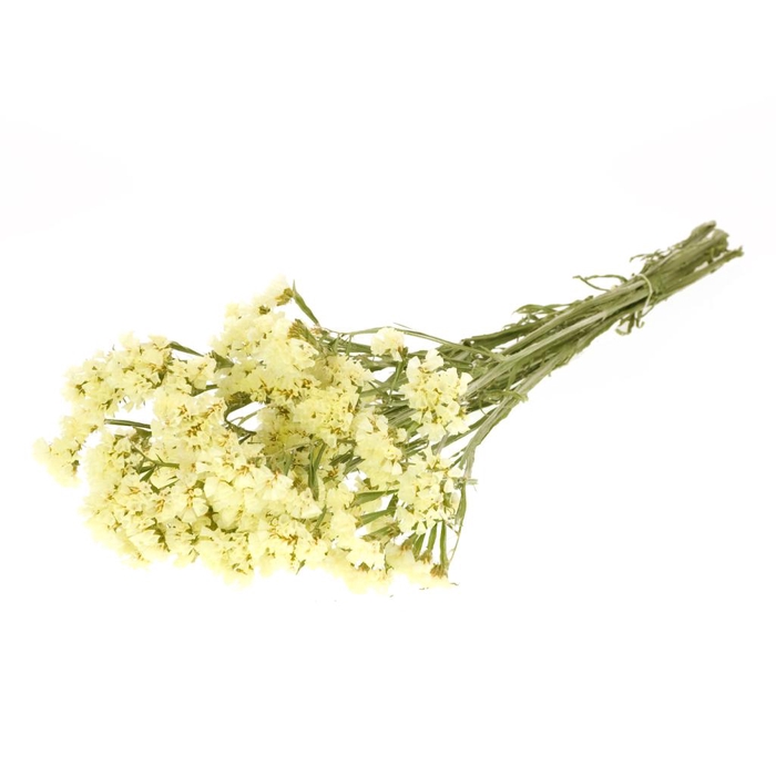 <h4>Statice Sinuata Natural Yellow</h4>