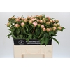 Paeonia Catharina Fontijn