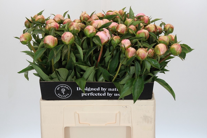 <h4>Paeonia Catharina Fontijn</h4>