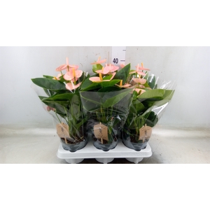 Anthurium andr. 'Spirit'