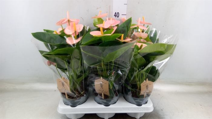 <h4>Anthurium andr. 'Spirit'</h4>