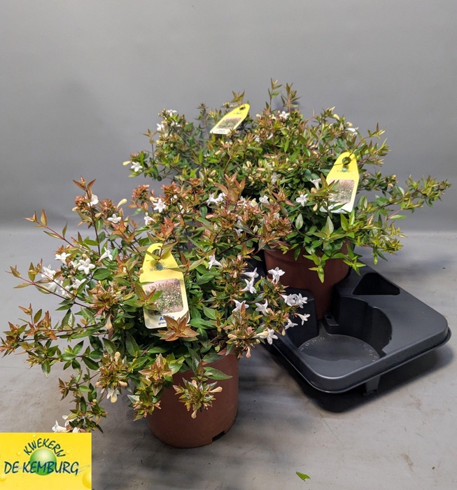<h4>ABEL GRANDIFLORA</h4>