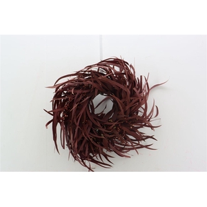 Wr Pres Euca Nicoly Pres Red 30cm