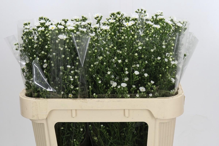 <h4>Aster Paquita</h4>