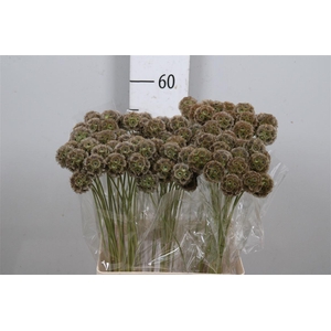 Scabiosa Stellata Zd