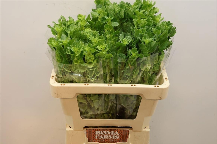 <h4>MOLUCCELLA STUK</h4>